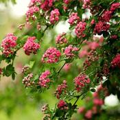 Crataegus 'Pauls Scarlet' (10L pot)