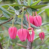 Crinodendron hookerianum 'Ashmount' (3L pot)