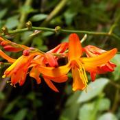 Crocosmia 'Emily McKenzie' (2L pot) image