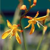 Crocosmia 'George Davidson' (2L pot) image