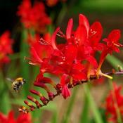 Crocosmia 'Lucifer' (2L pot) image