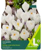 Crocus Ice Queen XL (25 bulbs) image