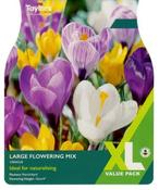 Crocus Large Flowering Mixed XL (25 bulbs) image