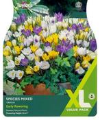 Crocus Mixed Species XL (40 bulbs)