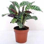 Ctenanthe burle-marxii (12cm pot)