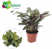 Ctenanthe burle-marxii 'Amagris' (12cm pot) image
