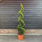 Cupressocyparis 'Gold Rider' Spiral (18L pot) image