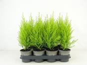 Cupressus macrocarpa Goldcrest 'Wilma'² (11cm pot) image