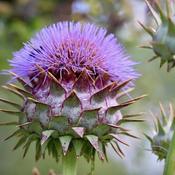 Cynara cardunculus (3L pot) image