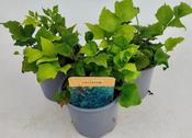 Cyrtomium falcatum (10.5cm pot) image