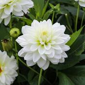 Dahlia 'Aspen' (4L pot) image