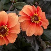Dahlia 'Bishop of Oxford' (2L pot)