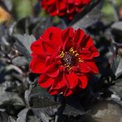 Dahlia 'Dalaya Amba' (2L pot) image