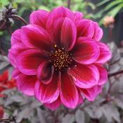 Dahlia Dreamy® 'Nights' (3L pot) image