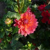 Dahlia 'Firepot' (4L pot)