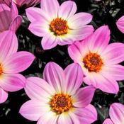 Dahlia 'Happy Days Pink' (2L pot)