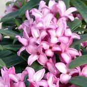 Daphne transatlantica 'Pink Fragance' (2L pot)