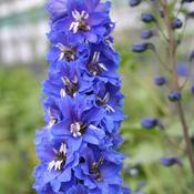 Delphinium 'Blue/Black Bee' (2L pot) image