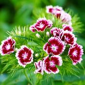 Dianthus Barbatus 'Red Picotee' (2L pot) image
