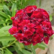 Dianthus x barbatus 'Dart Scarlet Improved' (2L pot)