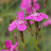 Dianthus 'Leuchtfunk' (9cm pot) image