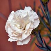 Dianthus 'Memories' (2L pot) image