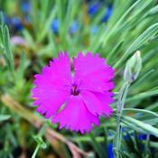 Dianthus 'Neon Star' (9cm pot) image