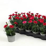 Dianthus 'Oscar Cherry' (9cm pot)