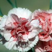 Dianthus Oscar® 'Pink' (9cm pot) image