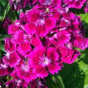 Dianthus x barbatus 'Dart Purple' (2L pot)