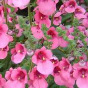 Diascia 'Juliet Pink' (2L pot) image