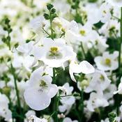 Diascia 'Juliet White' (2L pot) image