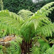 Dicksonia Antarctica (approx. 90cm height)
