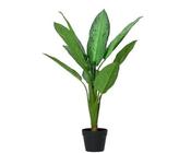 Dieffenbachia tree in pot image