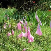 Dierama pulcherrimum (2L pot)