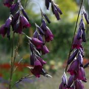 Dierama 'Blackbird' (2L pot) image