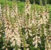 Digitalis 'Dalmation Peach' (2L pot) image