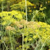 Dill (9cm pot) image