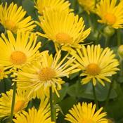 Doronicum 'Leonarda Compacta' (3L pot) image