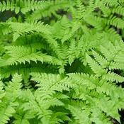 Dryopteris erythrosora 'Compacta' (10.5cm pot) image