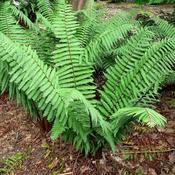 Dryopteris wallichiana (9cm pot) image