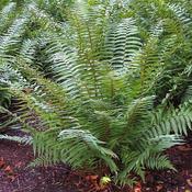 Dryopteris wallichiana (2L pot)
