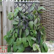 Dwarf Bean 'Mistik' (100)