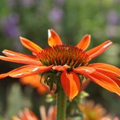 Echinacea 'Devotion'® (2L pot) image
