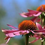 Echinacea 'Magnus' (9cm pot) image