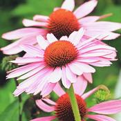 Echinacea Purpurea 'Sunseekers Blush' (2L pot)