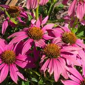 Echinacea purpurea 'Wild Berry' (2L pot) image
