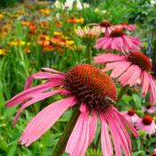 Echinacea 'Summer Cocktail' (2L pot) image