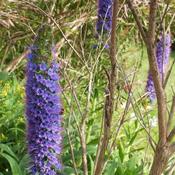 Echium pininana (2L pot)