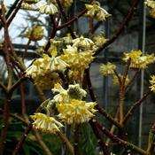 Edgeworthia chrysantha 'Grandiflora (7.5L pot)